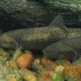 Tanavassdragets fiskeforvaltning (TF) søker etter personer som kan delta i sjøørret-prosjektet nå til sommeren. For hver fisk som fanges betales det ut honorar.