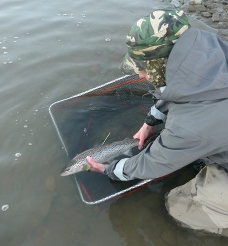 Trout released