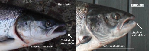 hann og hunnlaks
