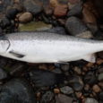 Sammendrag Overvåkings- og forskningsgruppa for Tana har utgitt statusrapport “Status of the Tana/Teno River salmon populations in 2020” , med fokus på hovedelven, Kárášjohka, Iešjohka og eventuelt andre elver som burde bemerkes. Overvåkingen av den blandete bestanden i hovedelva undergår […]